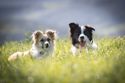 Portrait of dog on grass