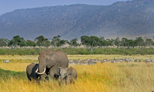 Elephants and zebras on grassy field against mountain