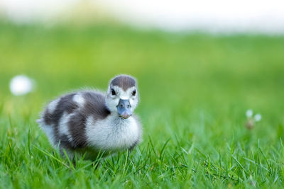 Close-up of bird on grass