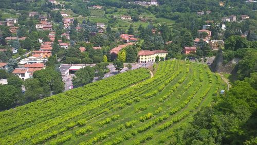 High angle view of farm