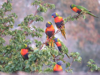 Rainbow bird perching on a tree