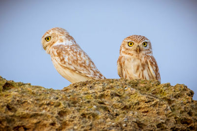 Low angle view of owl against clear sky