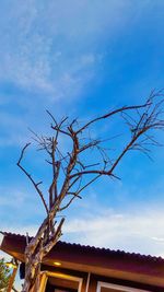 Low angle view of bare tree and building against sky