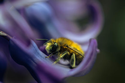 Close-up of bee pollinating on flower