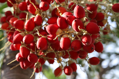 Close-up of red berries growing on tree