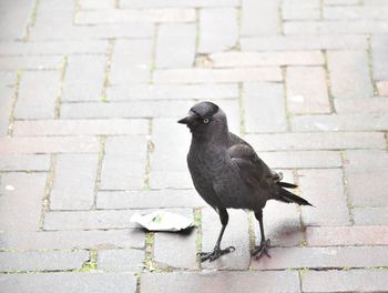Black bird perching on a stone wall