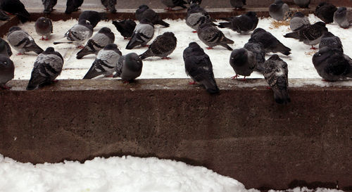 High angle view of people in snow