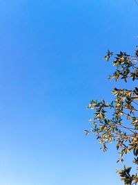 Low angle view of plant against clear blue sky