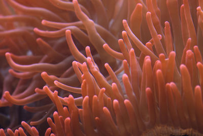 Close-up of coral in sea