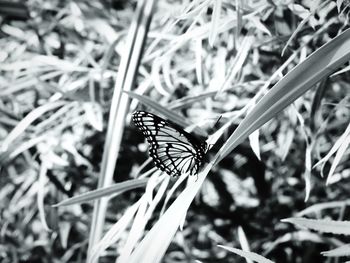 Close-up of butterfly on grass