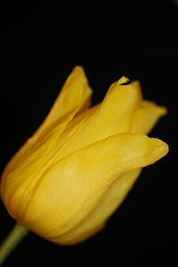 Close-up of yellow flower against black background