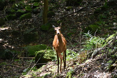 Portrait of horse standing on land in forest