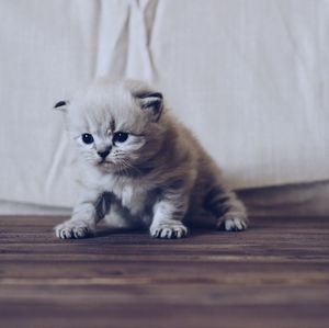 Portrait of cat sitting on table