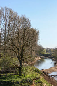 Bare trees by river against clear sky