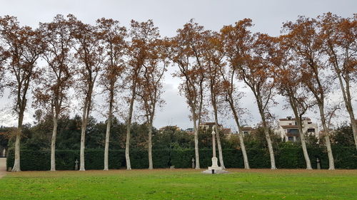 Trees on field against sky