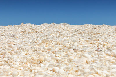 Seashells against clear blue sky