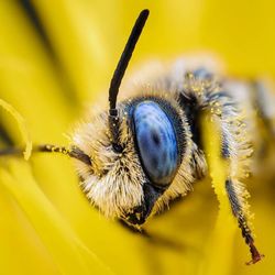 Close-up of bee pollinating on flower