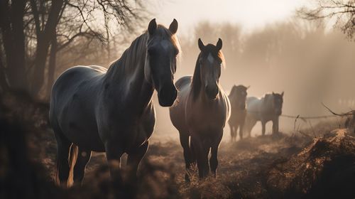 Horses on field