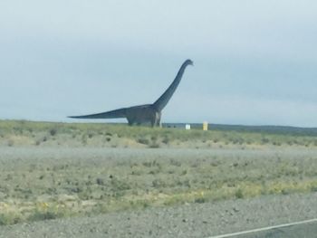 Side view of giraffe on field against sky