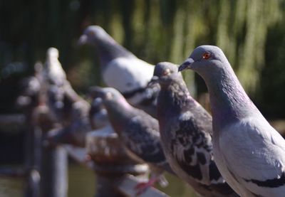 Close-up of bird