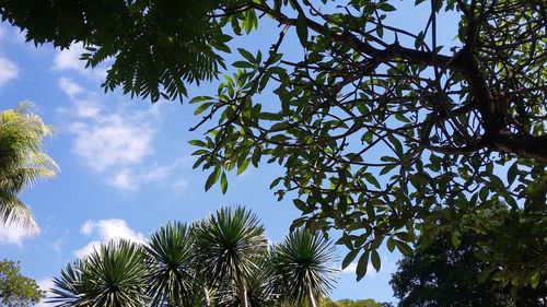 Low angle view of trees against blue sky