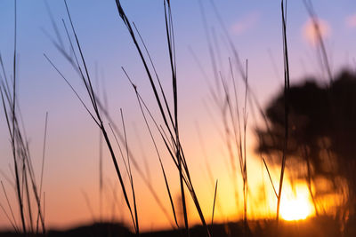 Close-up of stalks against sunset