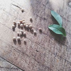 High angle view of leaves on table