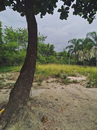 Trees on field against sky