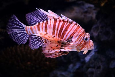 Lionfish swimming