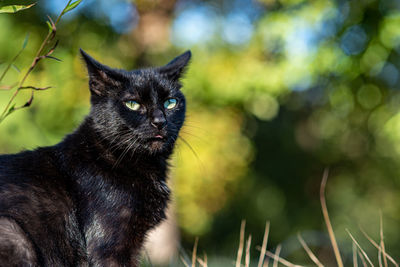 Portrait of black cat