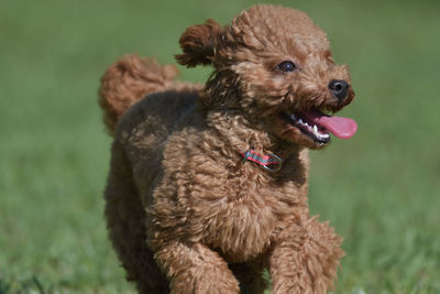 Close-up of dog on field