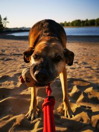 Dog on beach tugging on ball