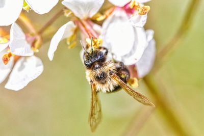 Close-up of bee on flower