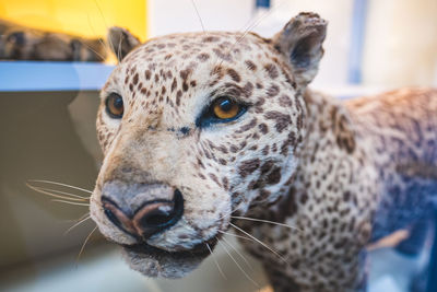 Close-up of taxidermy leopard at home