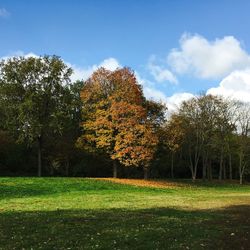 Trees on field against sky