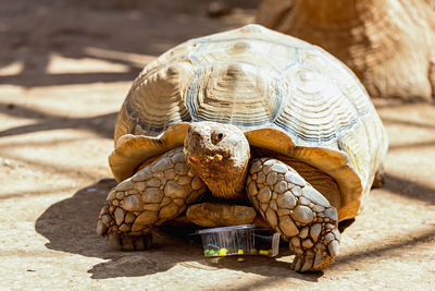 Giant tortoise on field