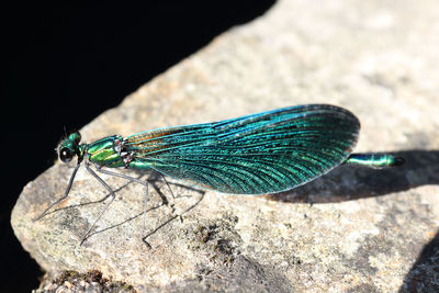 Close-up of caterpillar on rock