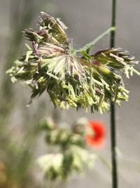 Close-up of flowering plant