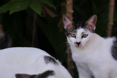 Close-up portrait of a cat