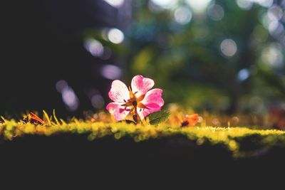 Close-up of pink flowers blooming outdoors