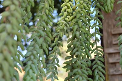 Close-up of succulent plant leaves