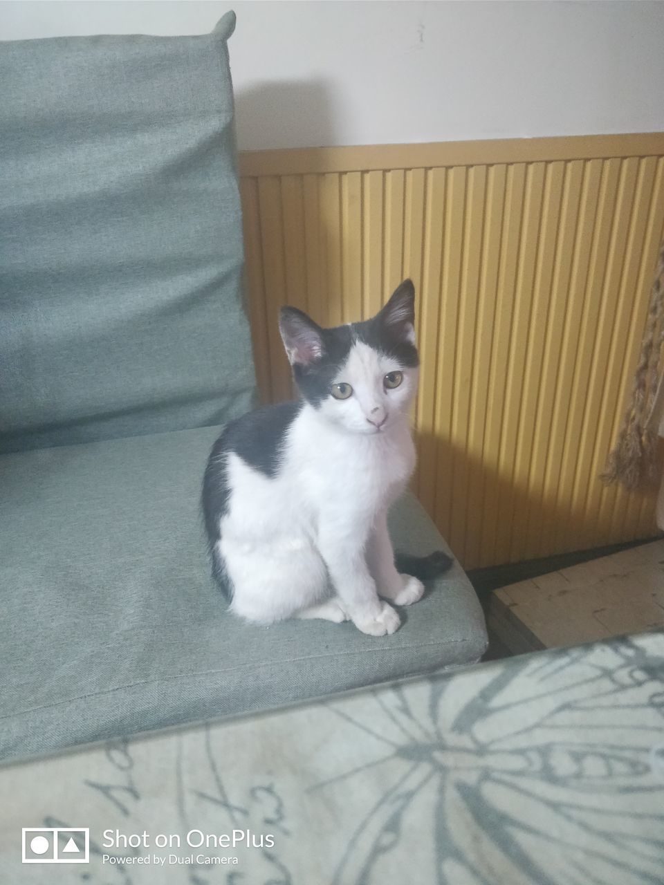 PORTRAIT OF CAT SITTING ON SOFA