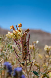 Close-up of flowering plant on field against clear sky