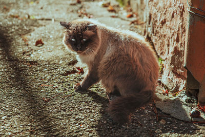 Siamese cat on the street