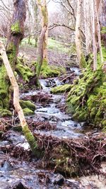 Stream flowing through forest