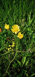 Close-up of yellow flowering plant on field