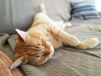 Close-up of ginger cat sitting on sofa