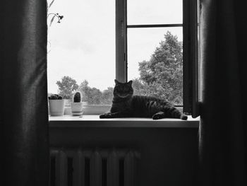 Cat sitting in a window