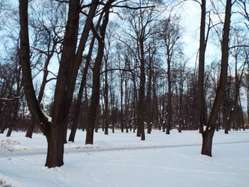 Snow covered trees on field