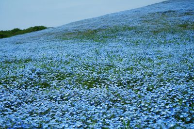 Close-up of fresh green field against sky